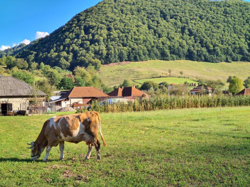 Casute Zavoi Bulz Exterior foto